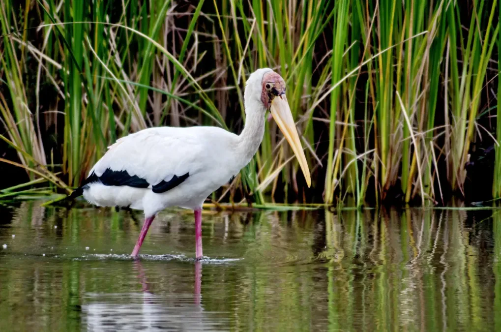 File:Mycteria cinerea, Singapore 4.jpg