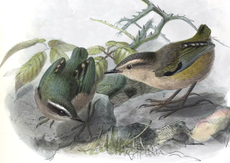 File:Xenicus gilviventris Keulemans 1.jpg
