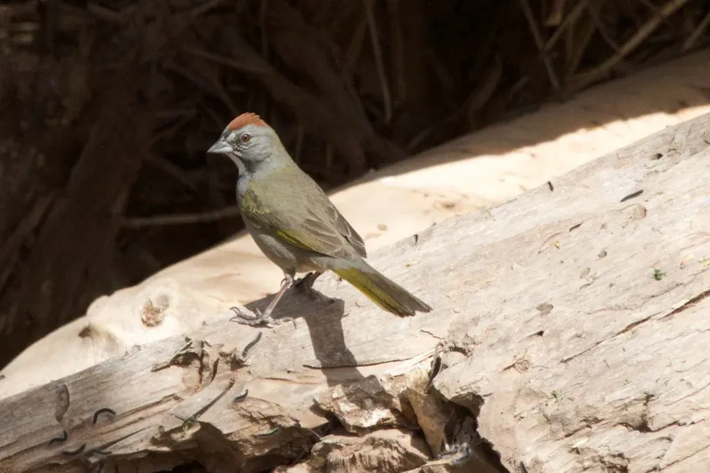 File:Pipilo chlorurus -Arizona, USA-8.jpg
