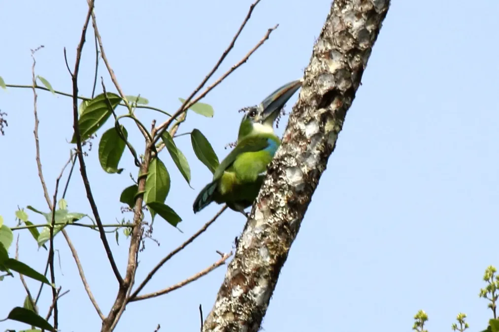 File:Blue-banded Toucanet (Aulacorhynchus coeruleicinctis).jpg