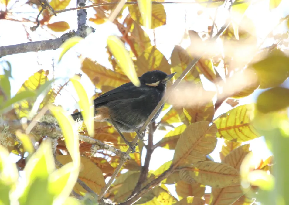 File:Moustached Flowerpiercer (Diglossa mystacalis).jpg
