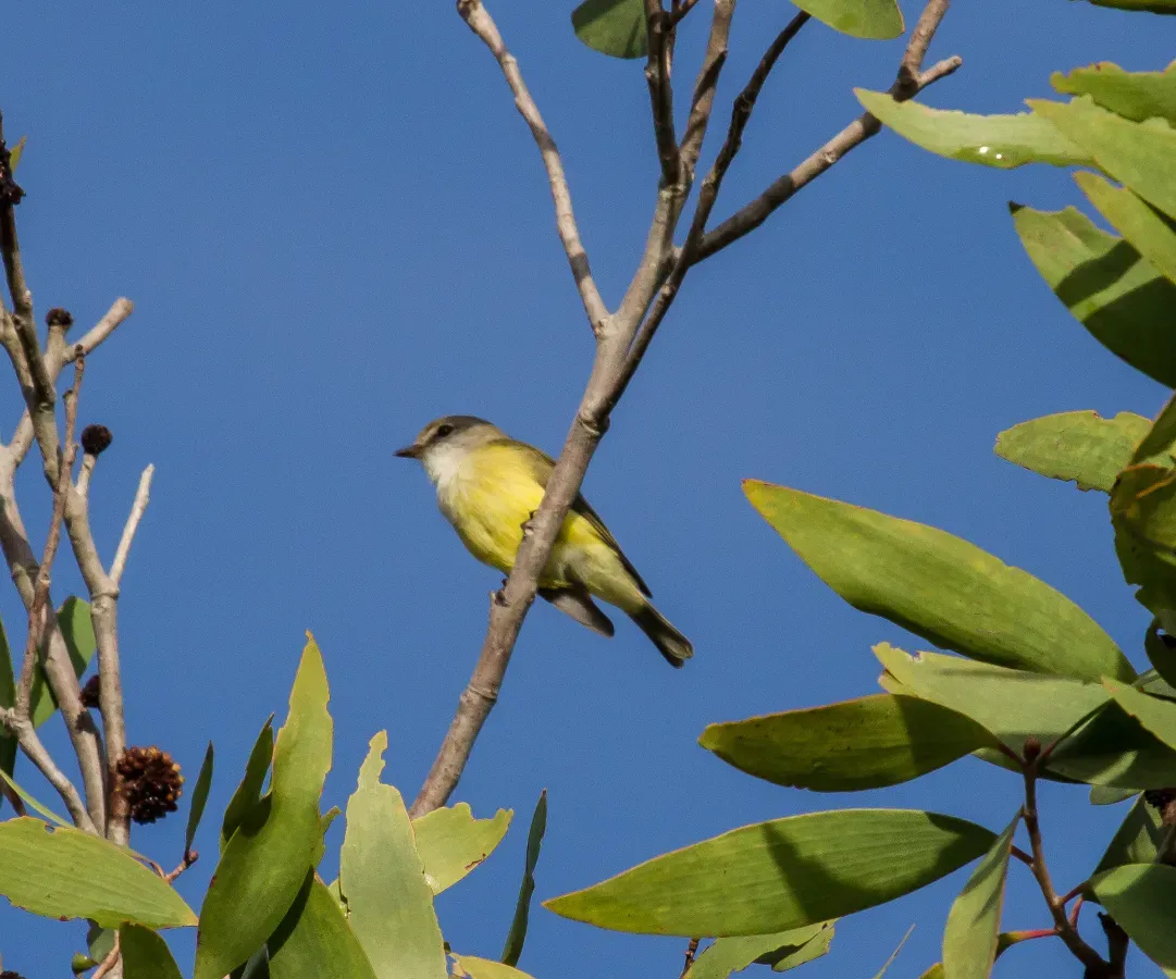 File:Weebill (Smicrornis brevirostris).jpg