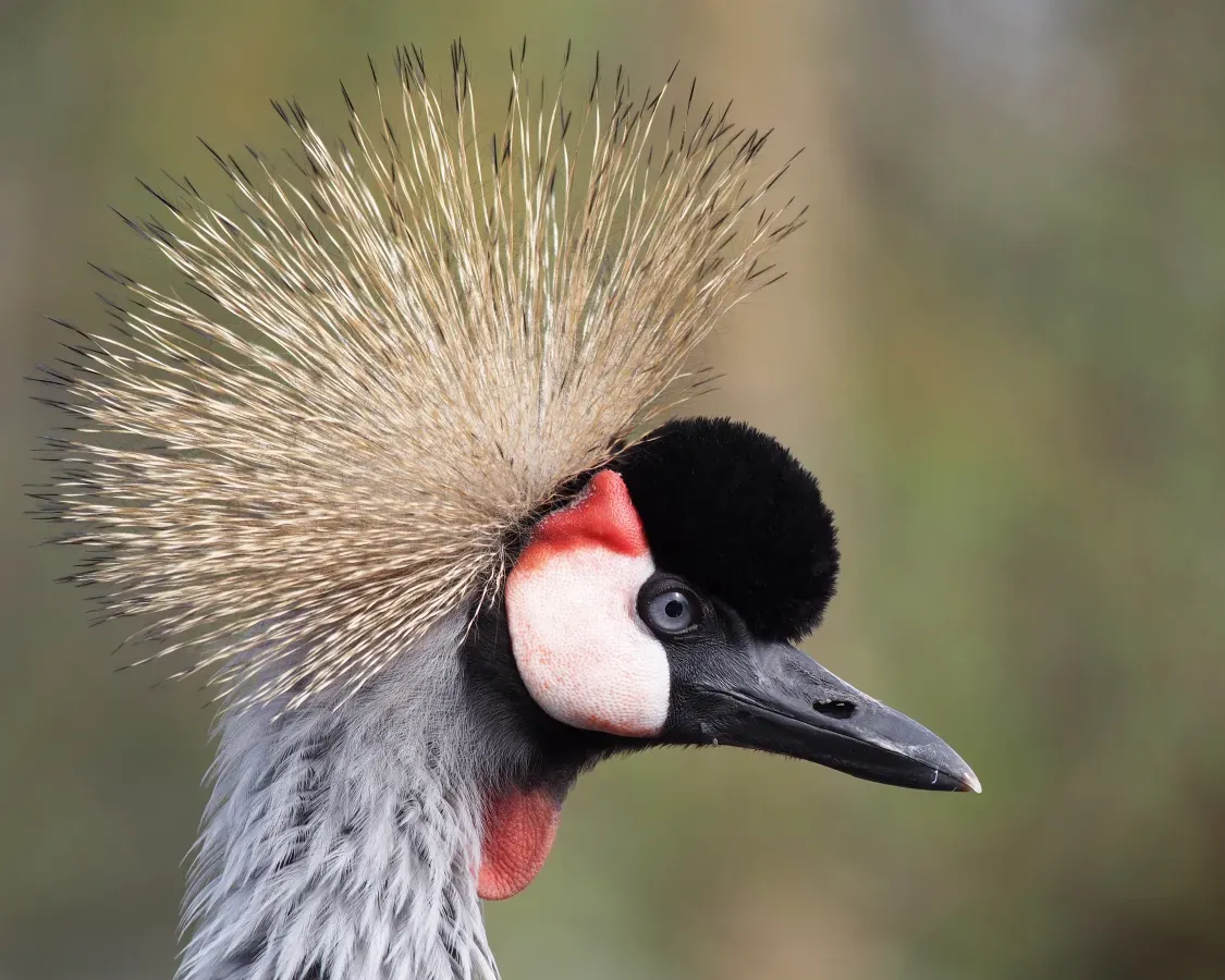 File:Balearica regulorum portrait 3.jpg