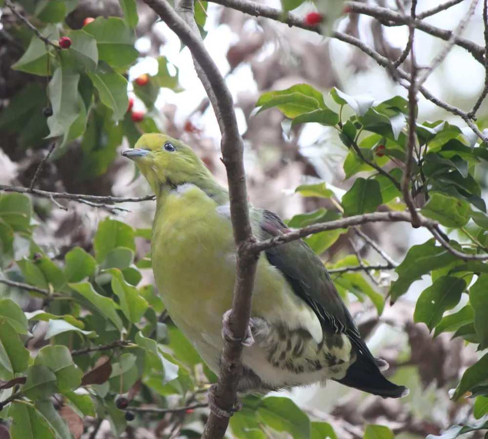 File:Treron sieboldii (on Ilex pedunculosa).JPG