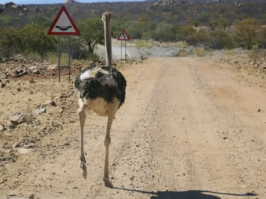 File:Struthio camelus (Kunene).jpg