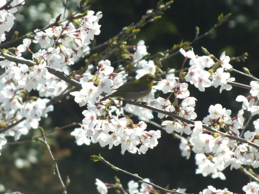 File:Zosterops japonicus-メジロ Japanese White-eye and Sakura DSCF5460.JPG