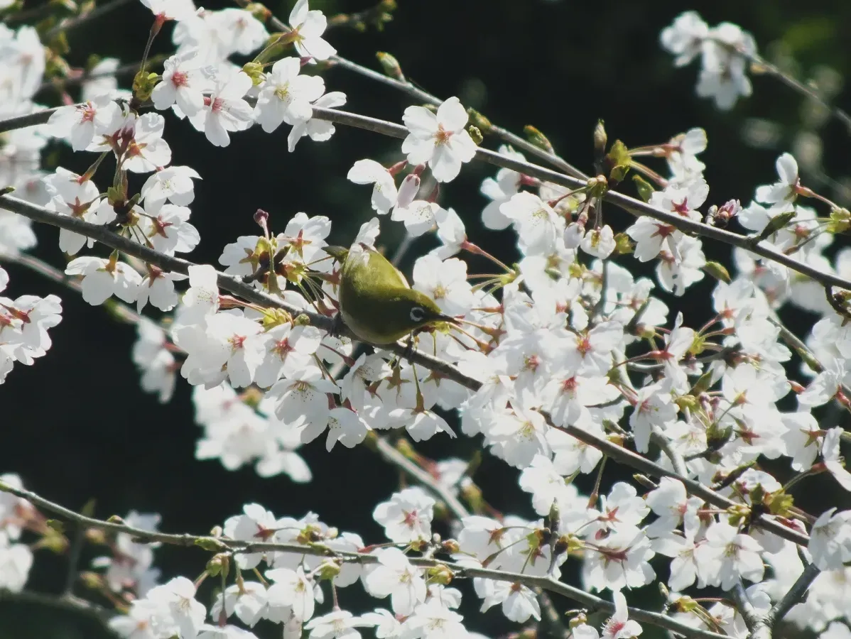 File:Zosterops japonicus-メジロ Japanese White-eye and Sakura DSCF5464A.jpg