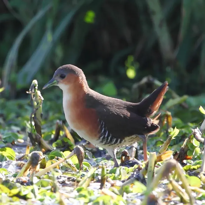File:Laterallus melanophaius - Rufous-sided Crake.JPG