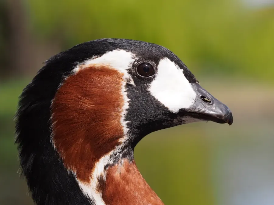 File:Branta ruficollis portrait.jpg