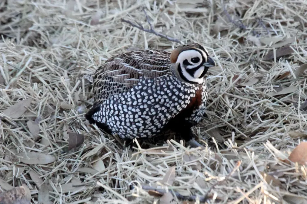File:Montezuma Quail (Cyrtonyx montezumae).jpg
