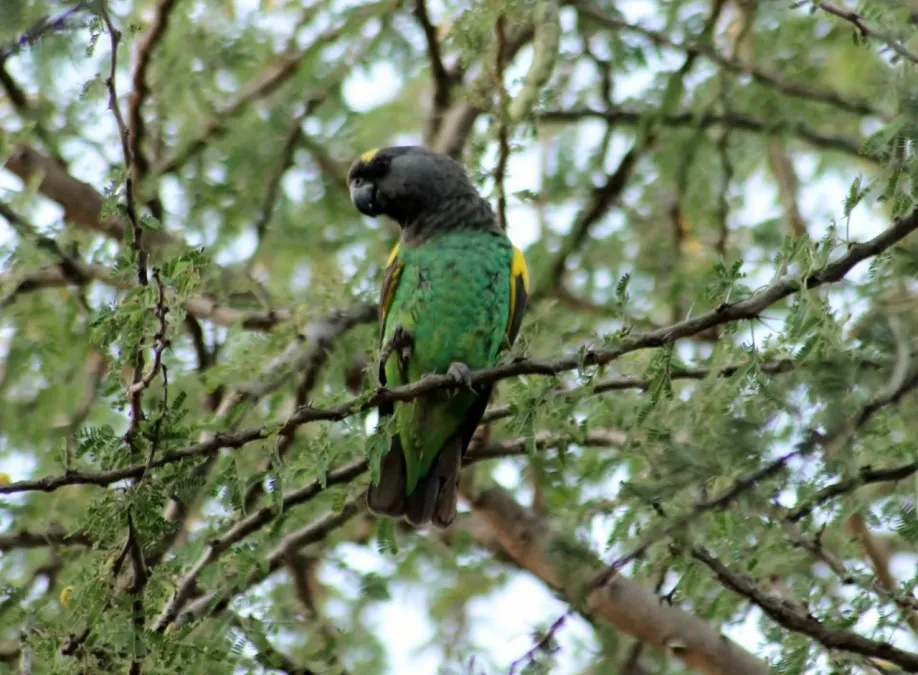 File:Poicephalus meyeri -Serengeti National Park, Tanzania-8.jpg