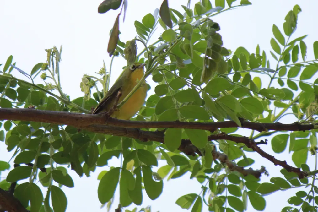 File:Zosterops chloris mentoris - Manado.JPG