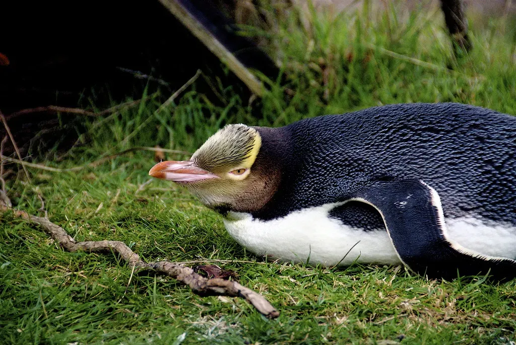 File:Yellow-eyed Penguin (Megadyptes antipodes).jpg