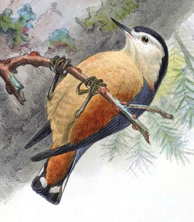 File:Sitta przewalskii Keulemans.jpg