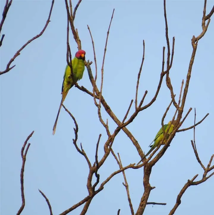 File:Blossom-headed Parakeet Psittacula roseata both sex male and female together.jpg