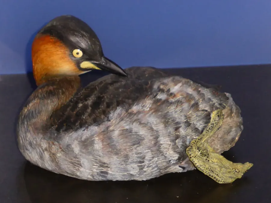 File:Tachybaptus rufolavatus - Zürich Zoo.JPG