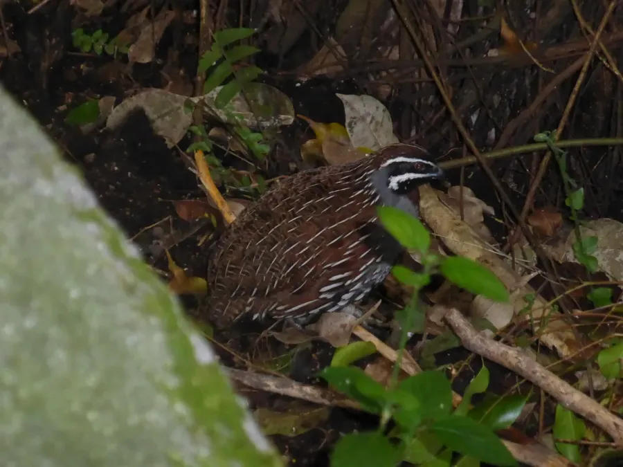 File:Margaroperdix madagarensis - Zürich Zoo 02.JPG