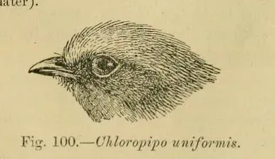 File:Xenopipo uniformis head.JPG