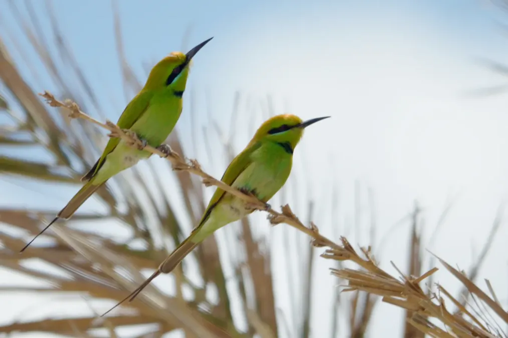 File:Merops viridissimus cleopatra at Fayoum, Egypt 1.jpg