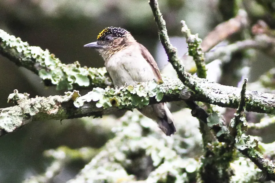 File:Greyish Piculet (Picumnus granadensis) (8079751352).jpg