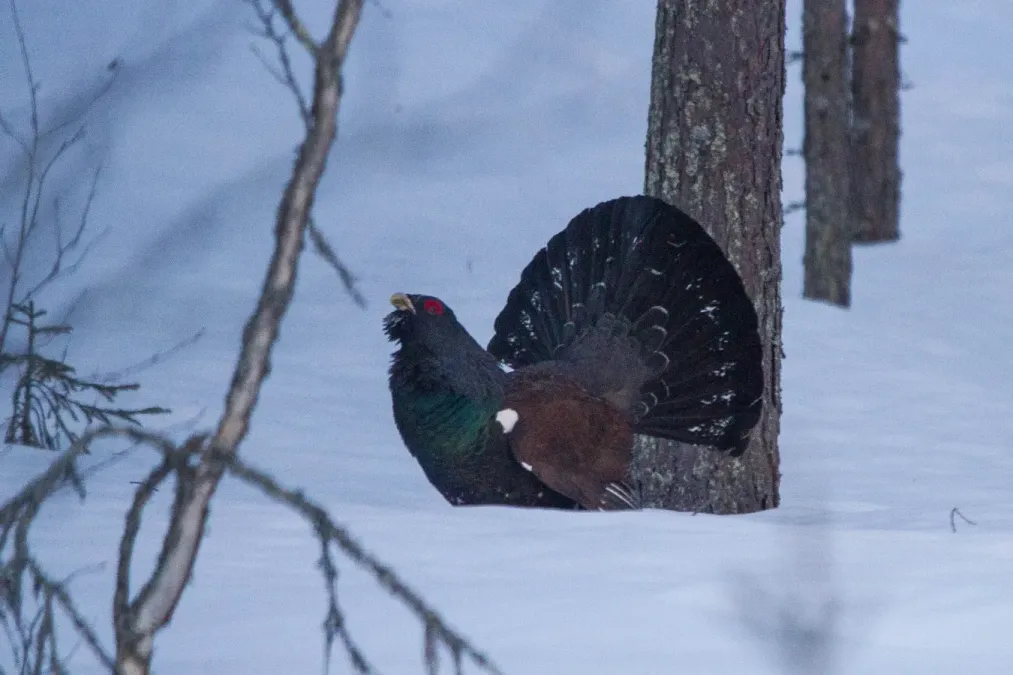 File:Western Capercaillie (Tetrao urogallus) (13667946813).jpg
