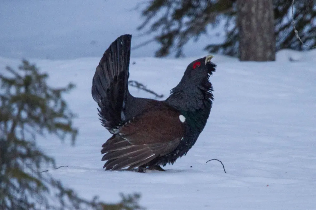File:Western Capercaillie (Tetrao urogallus) (13667956203).jpg