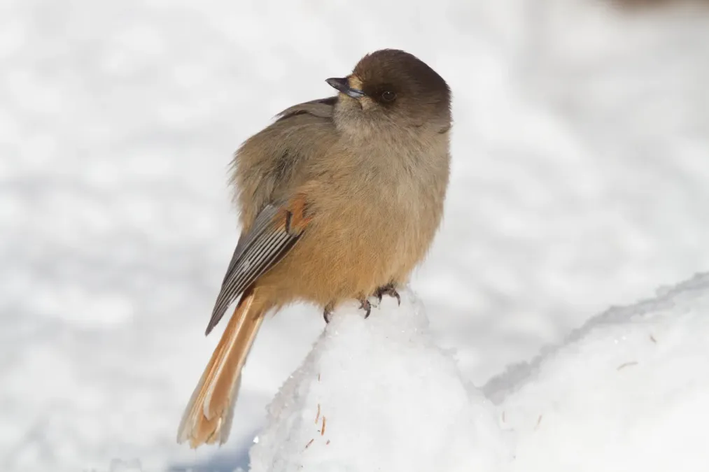 File:Siberian Jay (Perisoreus infaustus) (13667824335).jpg