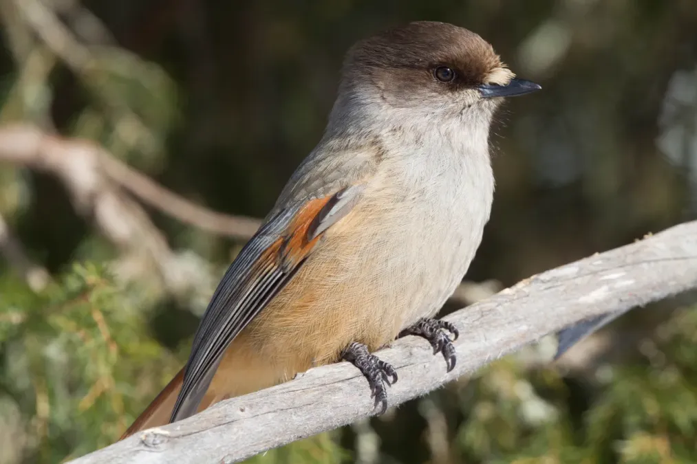 File:Siberian Jay (Perisoreus infaustus) (13667845783).jpg