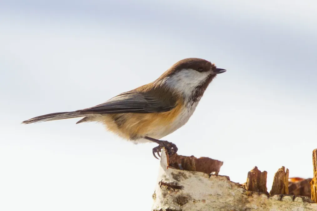 File:Siberian Tit (Poecile cinctus) (13667826373).jpg