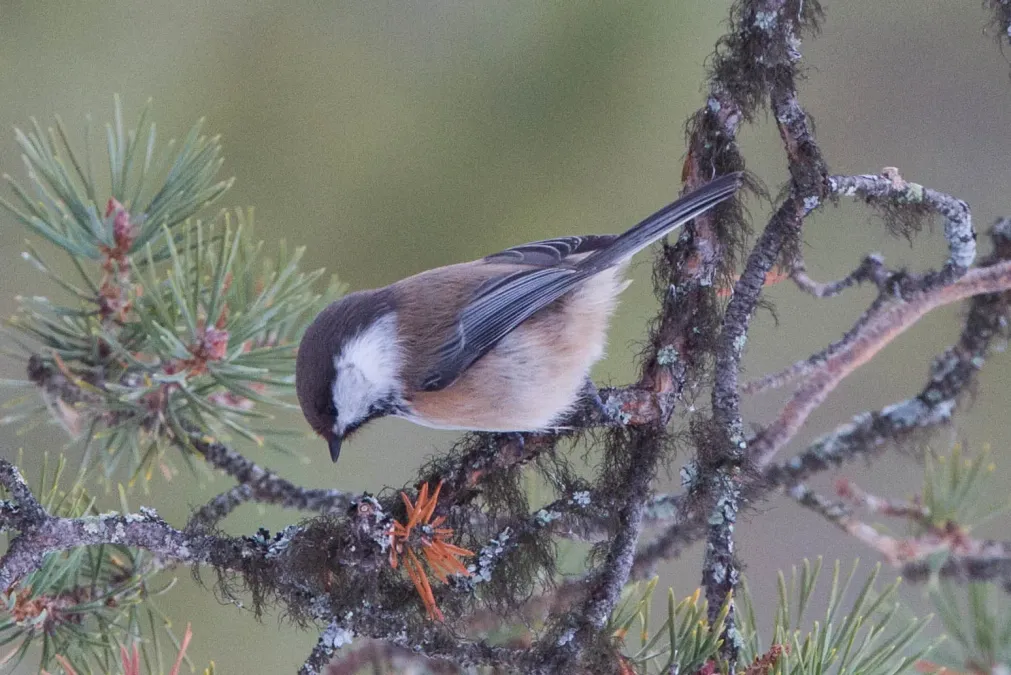 File:Siberian Tit (Poecile cinctus) (13667547243).jpg