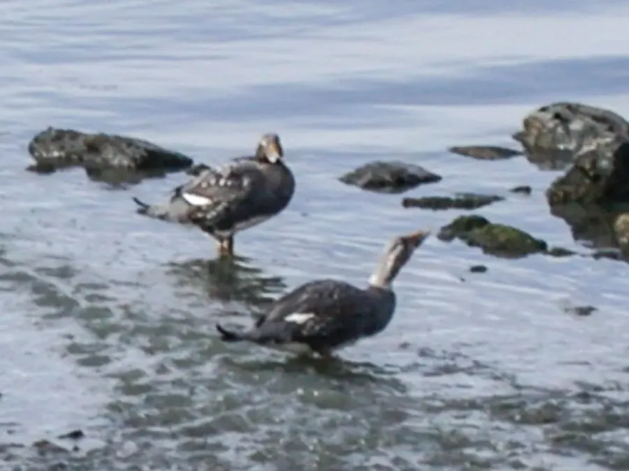 File:Fuegian Steamer Duck (Tachyeres pteneres) (8610163656).jpg
