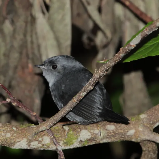 File:Scytalopus speluncae - Mouse-coloured Tapaculo.JPG