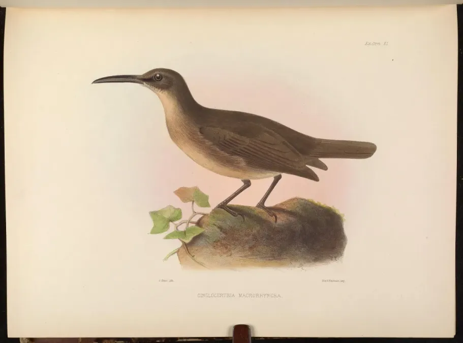 File:Cinclocerthia gutturalis macrorhyncha - PL Sclater.jpg