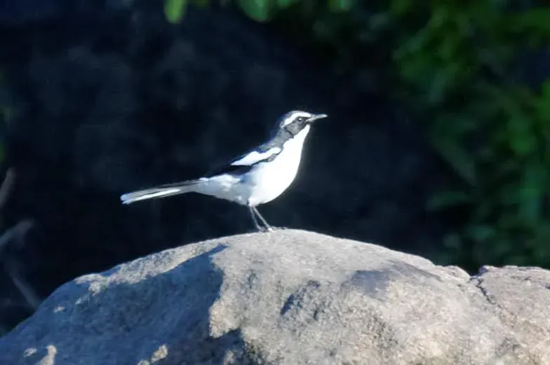 File:Xenocopsychus ansorgei, Sebraberge, 2014, c, T Hohls.jpg