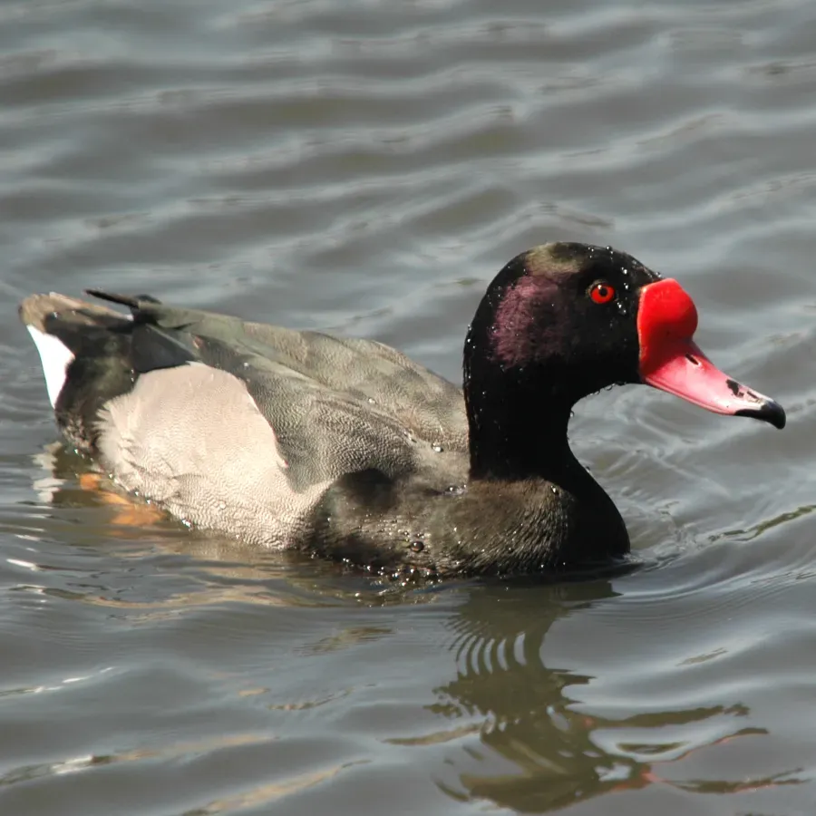 File:Netta peposaca, Costanera Sur 3.jpg