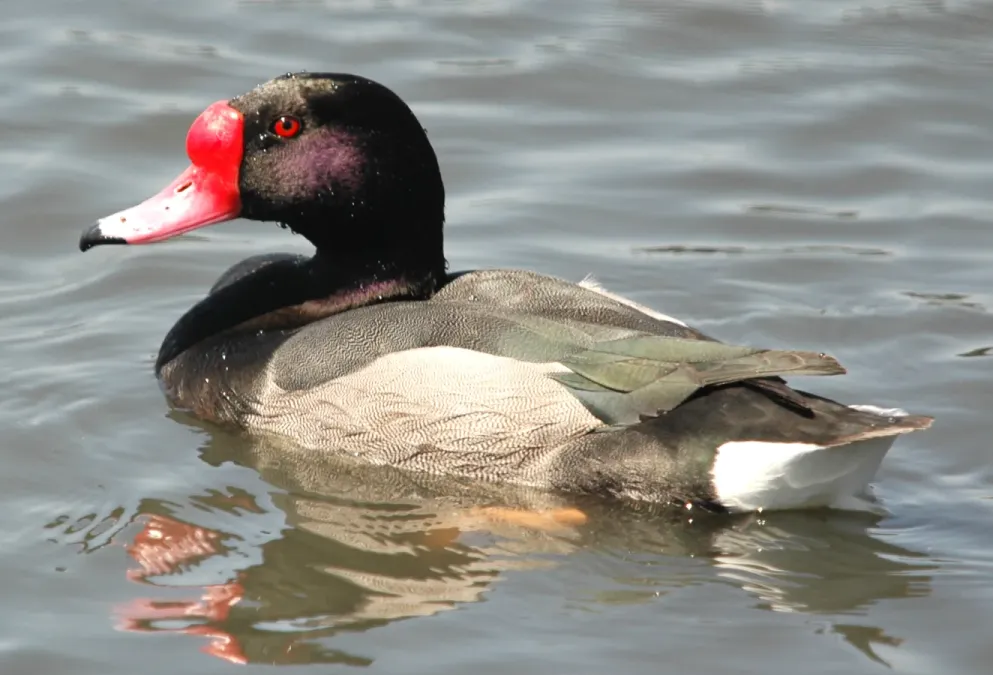File:Netta peposaca, Costanera Sur 4.jpg