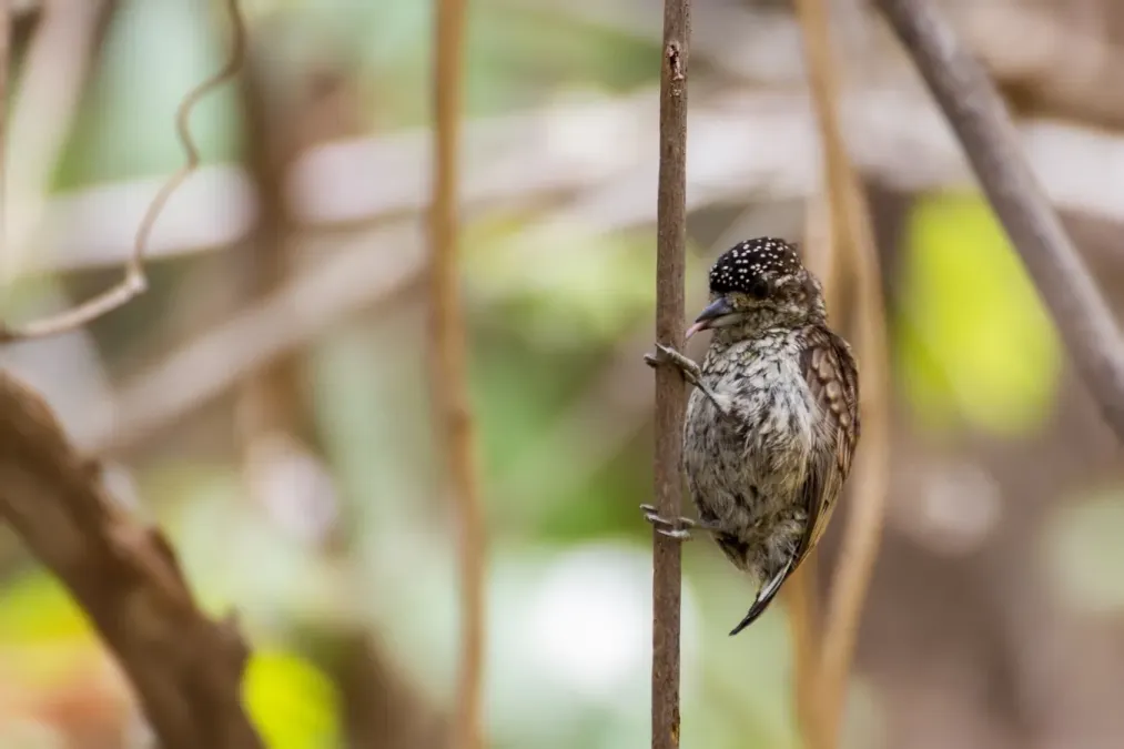 File:Scaled Piculet Telegrafista Escamado (Picumnus squamulatus rohli) (♀) 2.jpg