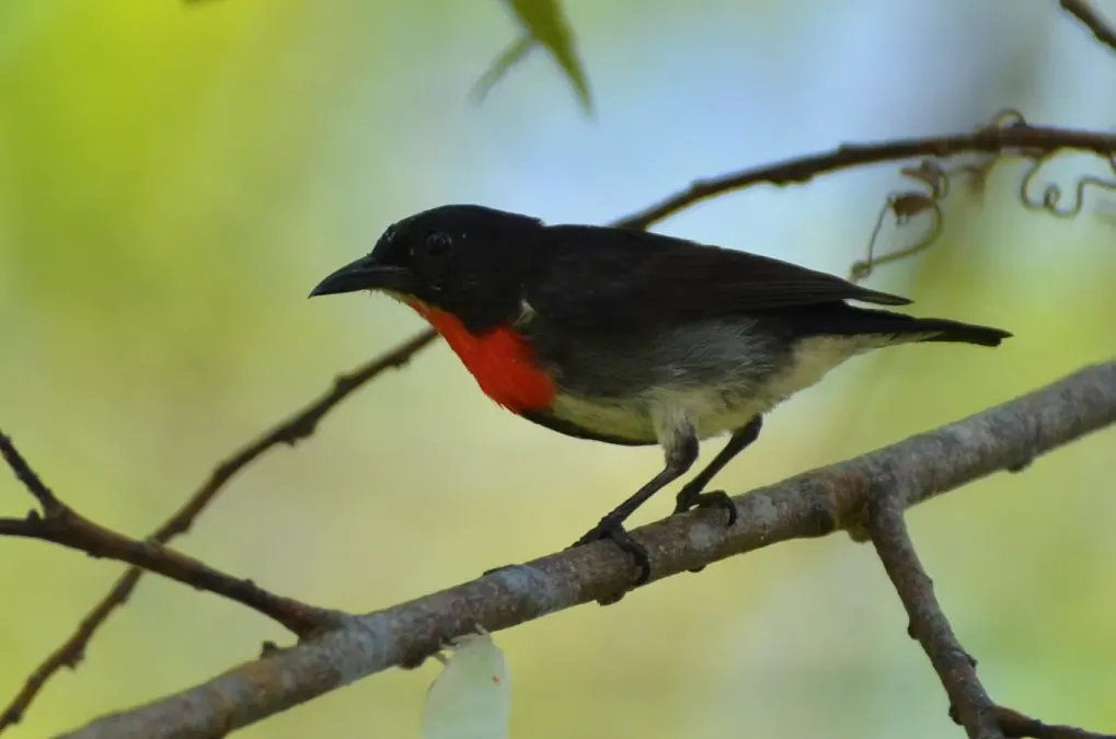 File:Dicaeum celebicum celebicum (male).JPG