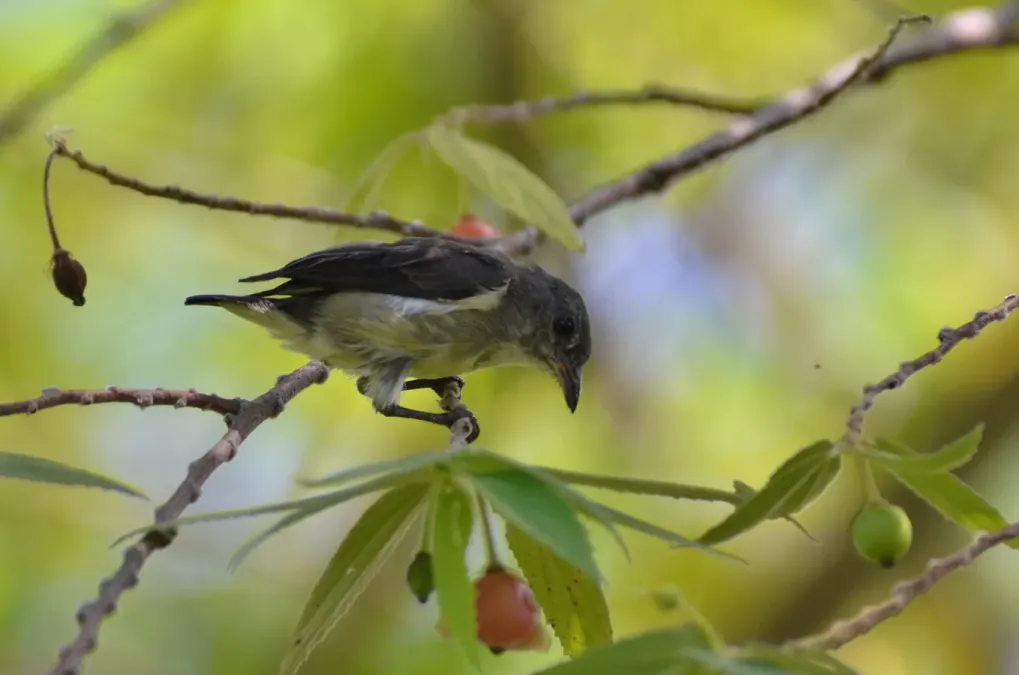 File:Dicaeum celebicum celebicum (female) juv.JPG