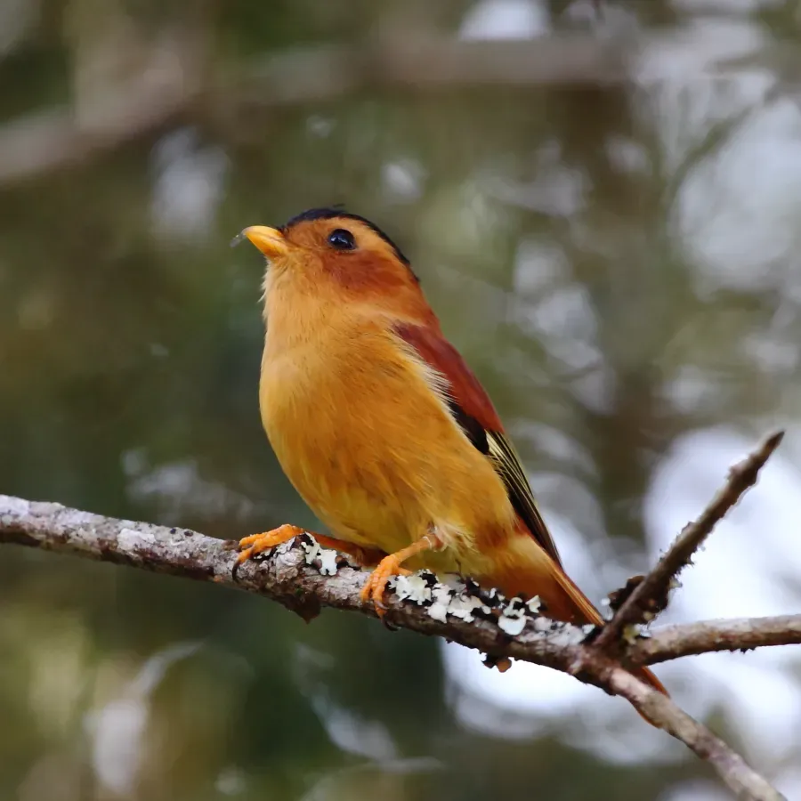 File:Piprites pileata - Black-capped Piprites (Male) 01.JPG