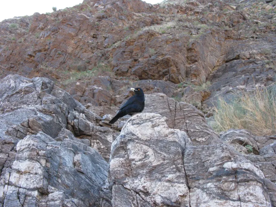File:Onychognathus nabouroup IMG 8282.JPG