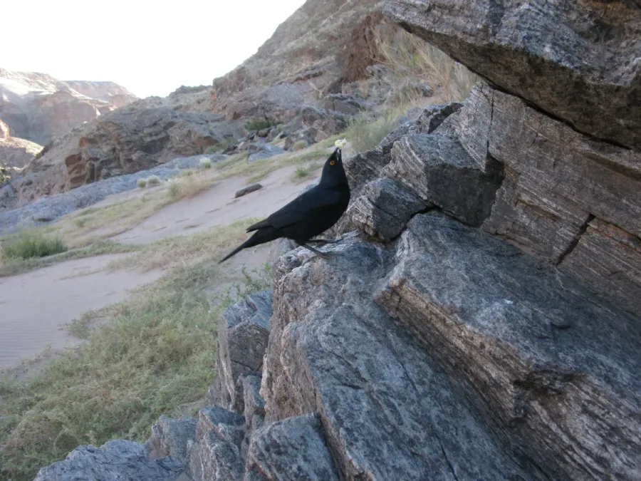 File:Onychognathus nabouroup IMG 8279.JPG