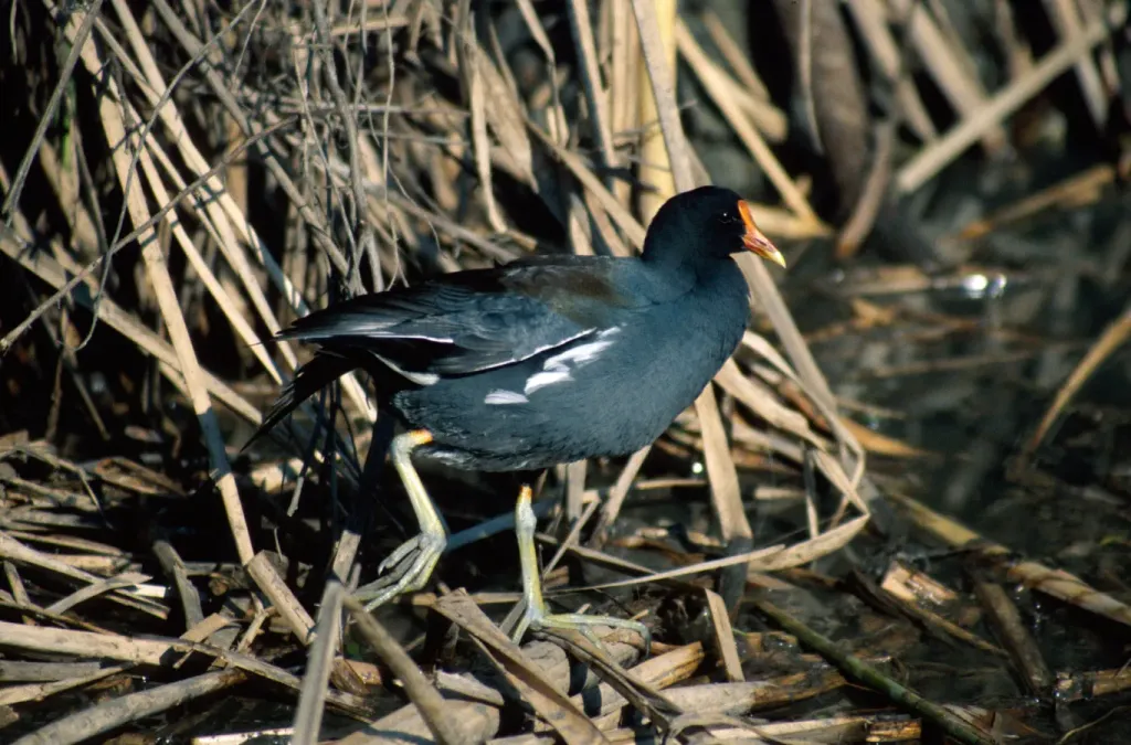 File:Gallinula galeata NBII.jpg