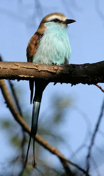 File:Coracias spatulatusPCCA20071227-8449B.jpg