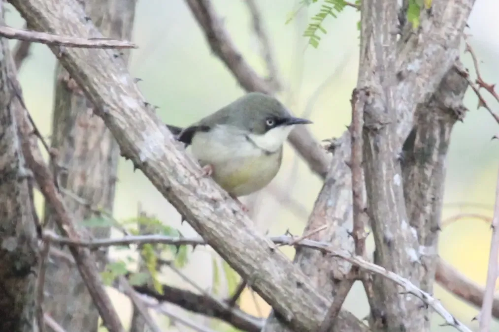File:Bar-throated Apalis (Apalis thoracica) from Hluhluwe 3676.jpg