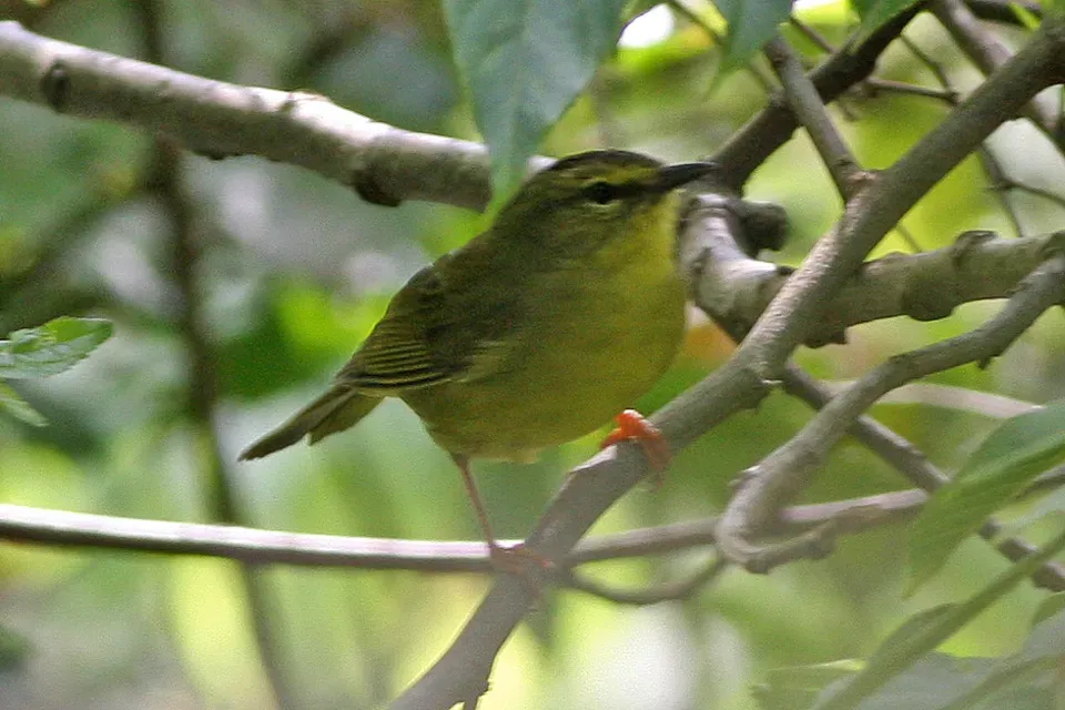 File:Two-banded Warbler (Myiothlypis bivittata) (8077585789).jpg