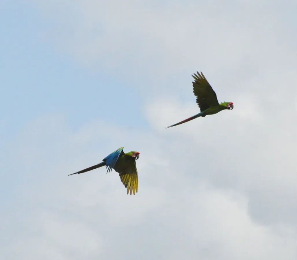 File:Ara ambiguus, La Selva, Costa Rica 0.jpg