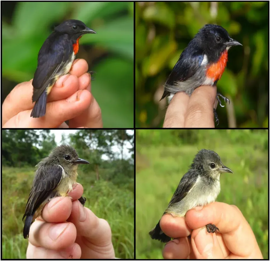 File:Dicaeum celebicum compared to Dicaeum kuehni.jpg