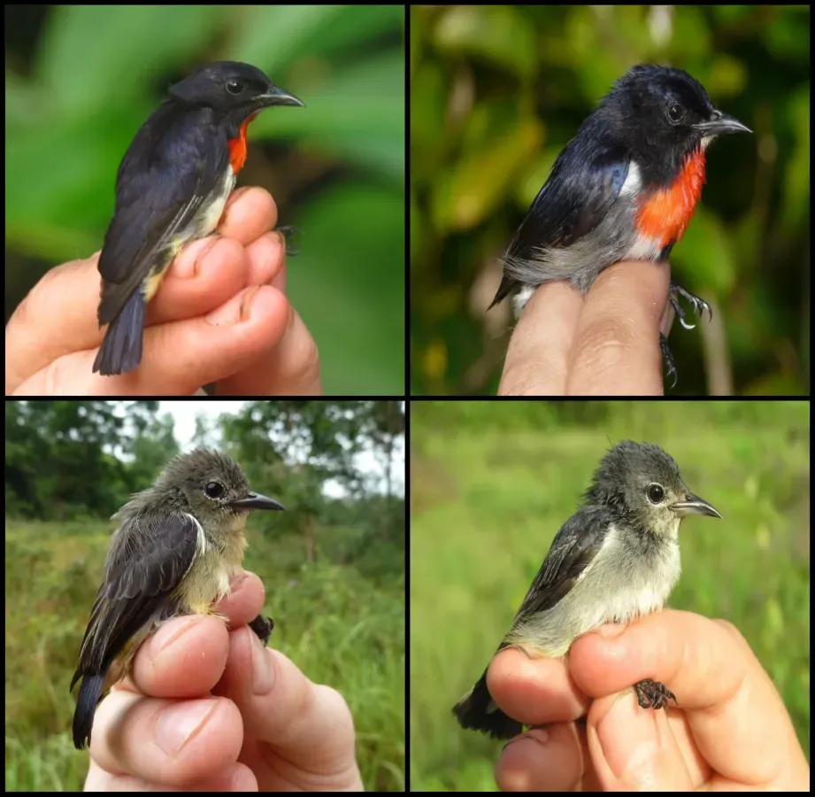 File:Dicaeum celebicum compared to Dicaeum kuehni (realigned).jpg