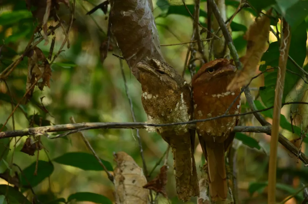 File:Sri Lanka Frogmouth Batrachostomus moniliger, Thattekad, Kerala, India.jpg